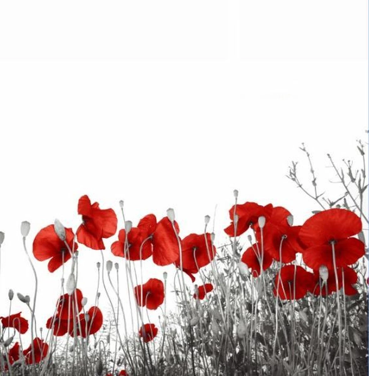 Papillon Douchegordijn - Textiel - Waterafstotend - 180x180 – Klaproos 1 Papillon Douchegordijn - Textiel - Waterafstotend - 180x180 – Klaproos