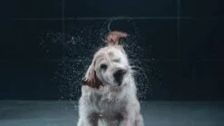 GROHE Euphoria SmartControl 310 Regendouche - CoolTouch - FastFixation - ø 31 Cm - Chroom 35 GROHE Euphoria SmartControl 310 Regendouche - CoolTouch - FastFixation - ø 31 Cm - Chroom -Merkloos Verkoop 1200x675 21